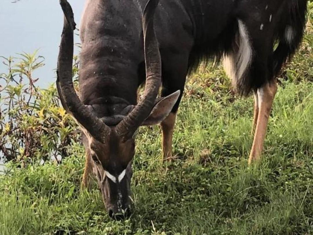 Panache Wildlife Cottage-Self Catering Hoedspruit Esterno foto