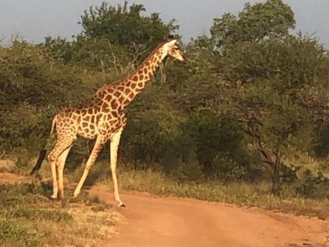 Panache Wildlife Cottage-Self Catering Hoedspruit Esterno foto